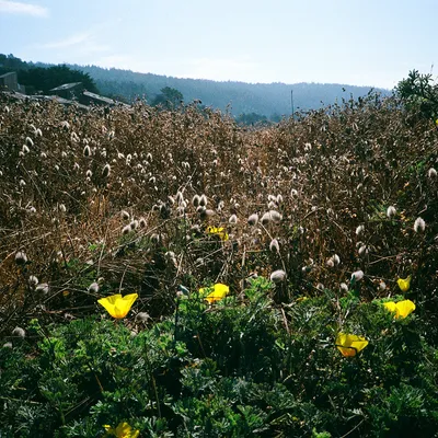 Sea Ranch — photo 23