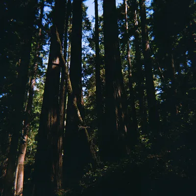 Sea Ranch — photo 57