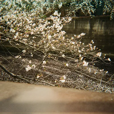 Japan — photo 17